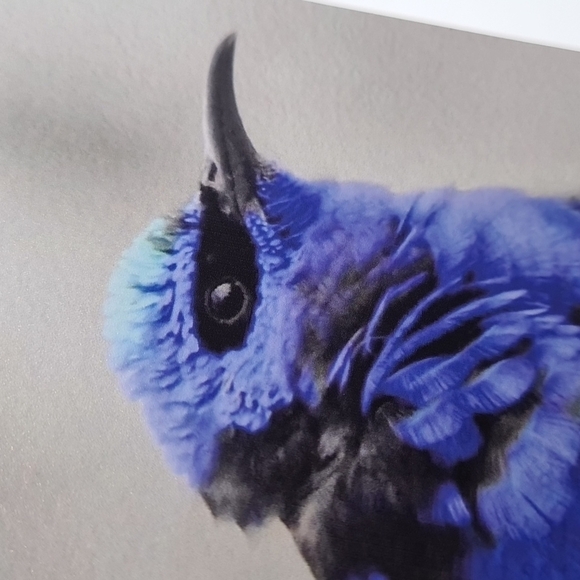 4x6 Red-Legged Honeycreeper Cute‎ Blue Bird Art Print - Picture 5 of 6